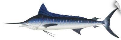 Striped Marlin (Kajikia Audax)