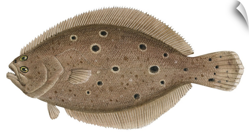 Summer Flounder (Paralichthys Dentatus)