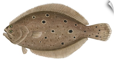 Summer Flounder (Paralichthys Dentatus)