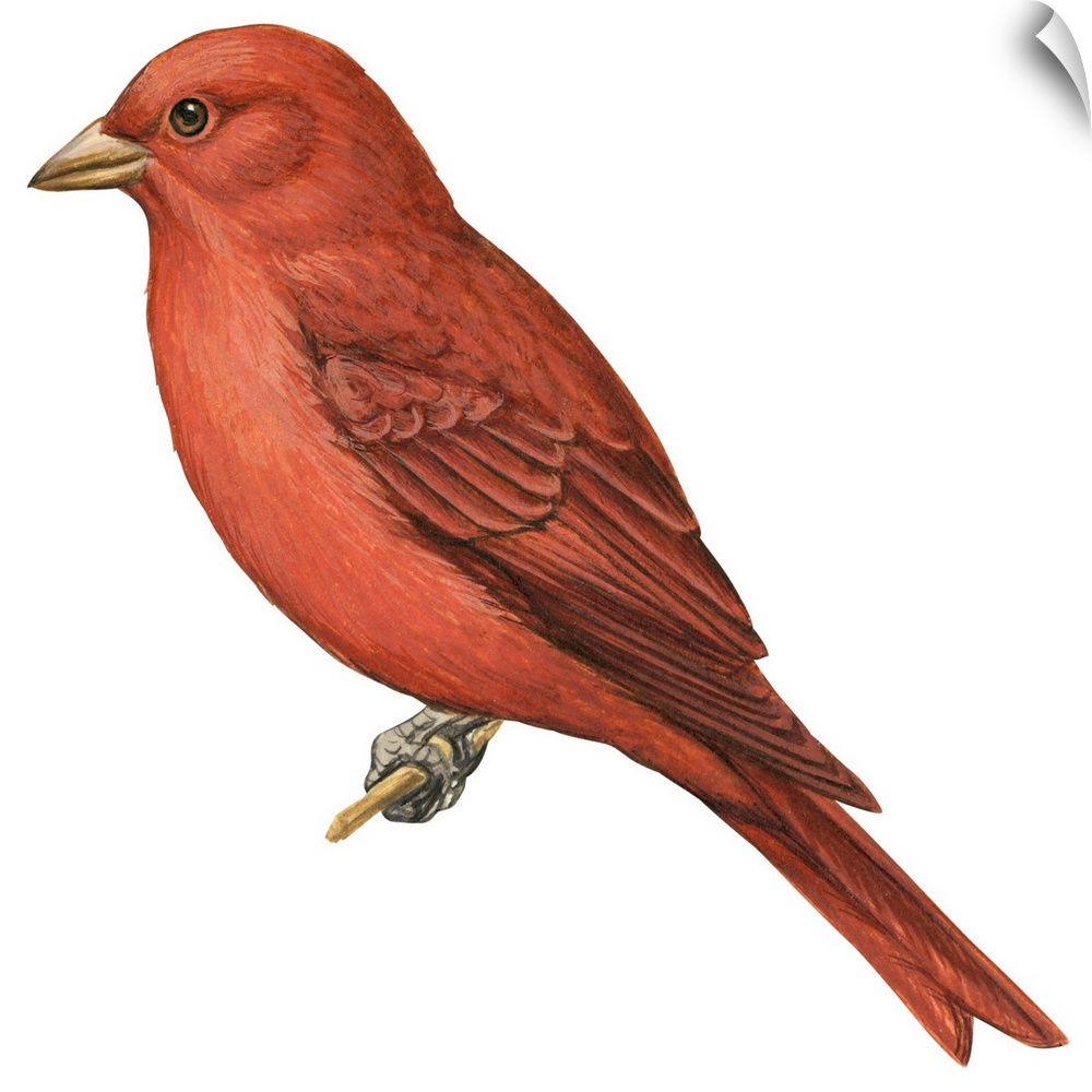 Educational illustration of the summer tanager.