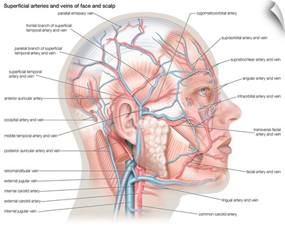 Superficial arteries and veins of face and scalp. cardiovascular system