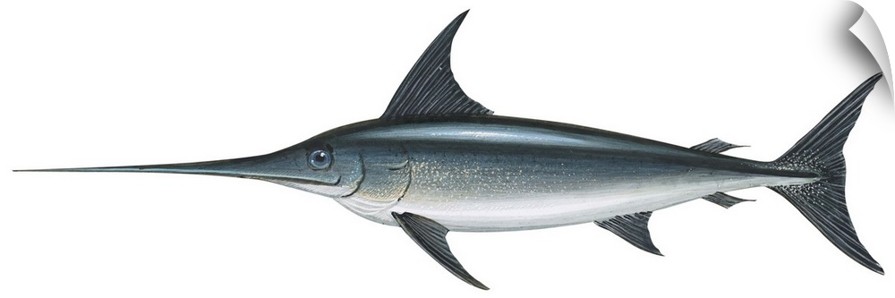 Swordfish (Xiphias Gladius)
