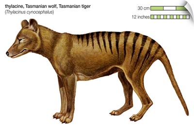 Tasmanian Wolf (Thylacinus Cynocephalus), Tasmanian Tiger, Thylacine, Extinct Species