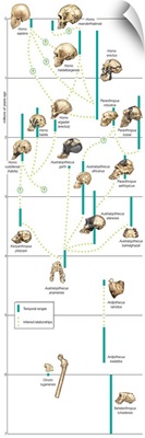 Tentative phylogenetic scheme for hominid species