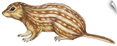 Thirteen-Lined Ground Squirrel (Citellus Tridecemlineatus)