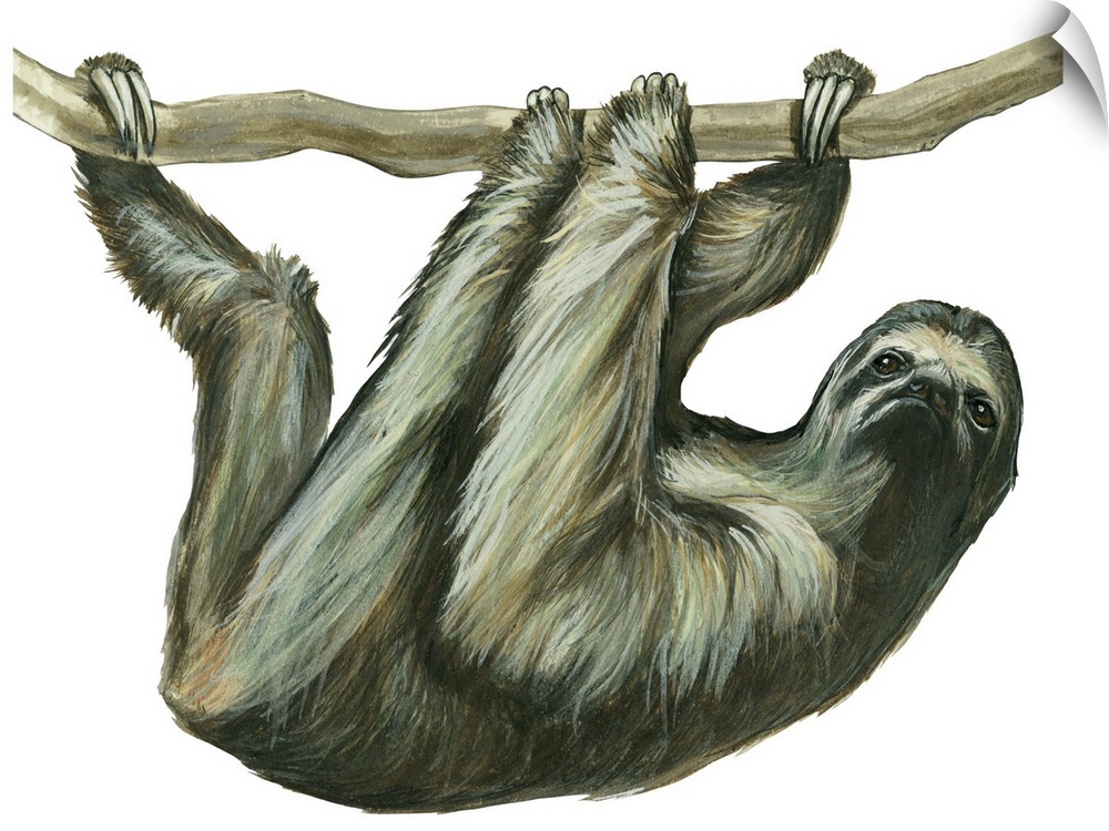 Three-Toed Sloth (Bradypus Tridactylus)