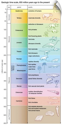 Timeline of Animals