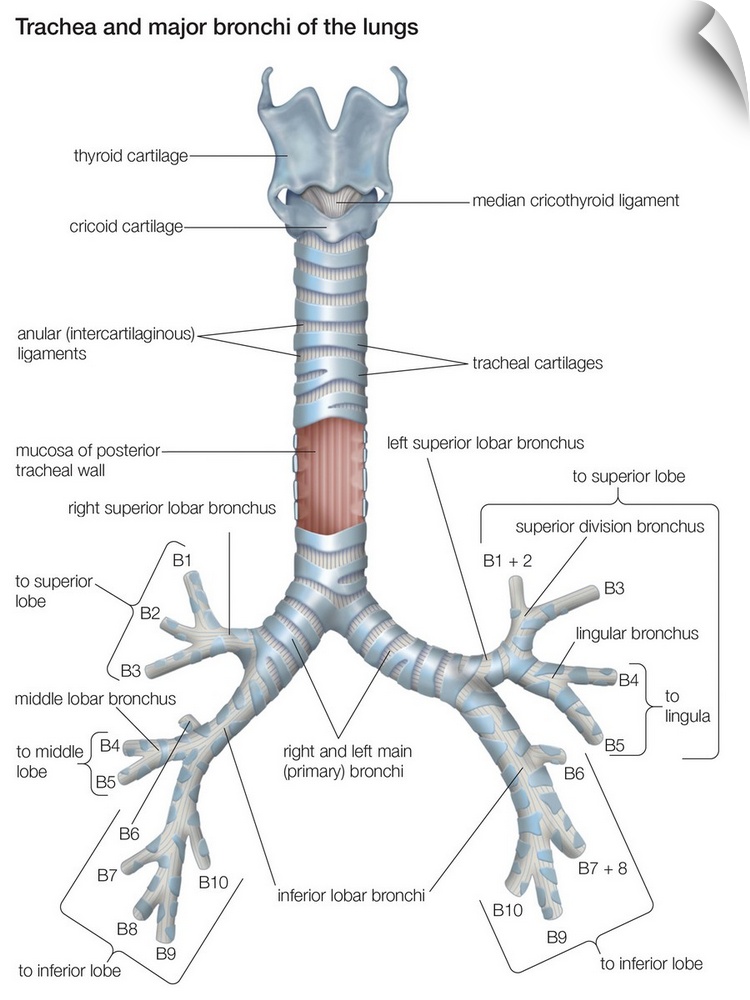 Trachea and major bronchi of lungs. respiratory system