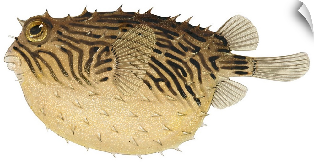 Triped Burrfish (Chilomycterus Schoepfii)