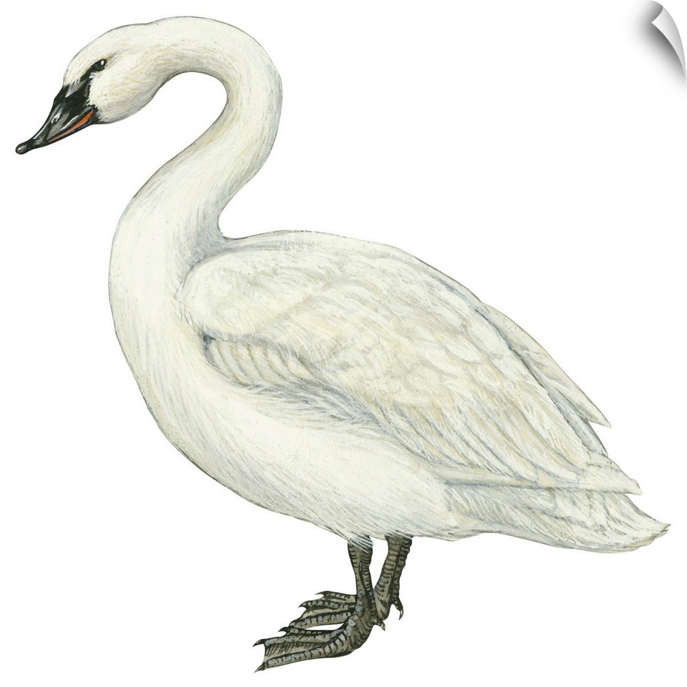 Educational illustration of the trumpeter swan.