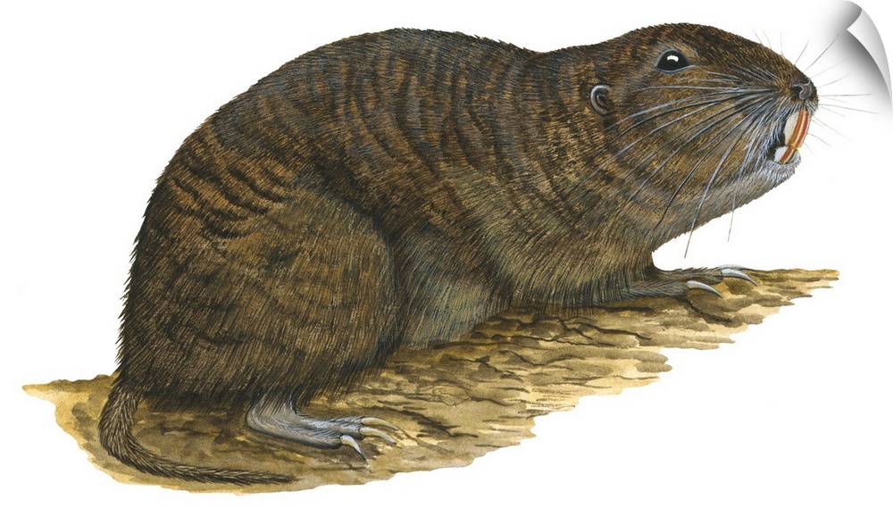 Tuco-Tuco (Ctenomys), Rodent
