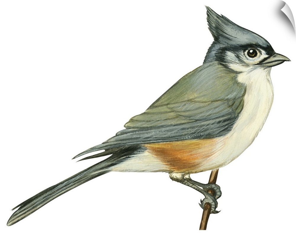 Educational illustration of the tufted titmouse.