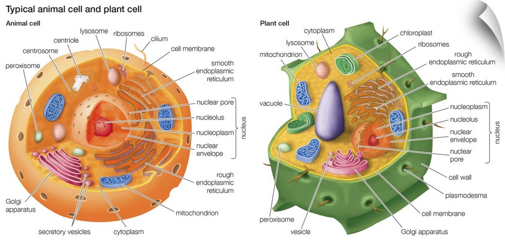 An illustration from Encyclopaedia Britannica showing the differences between a plant cell and an animal cell, with all th...