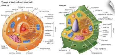 Typical Animal Cell and Plant Cell