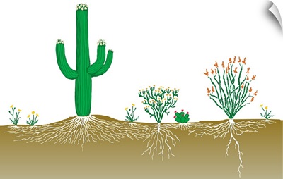 Vegetation Profile Of A Desert