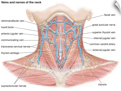 Veins and nerves of the neck. cardiovascular system, nervous system