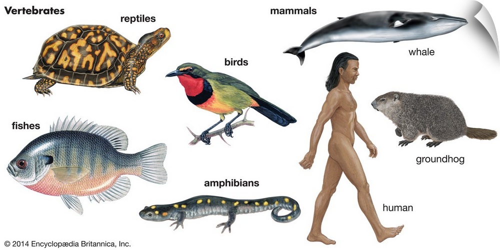 An educational poster from Encyclopaedia Britannica showing the different types of vertebrates, animals with spines.