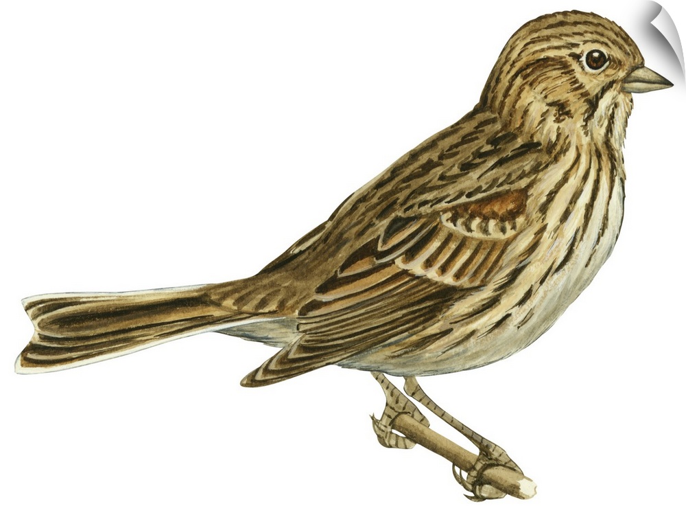 Educational illustration of the vesper sparrow.