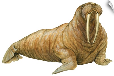 Walrus (Odobenus Rosmarus)