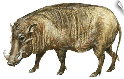Warthog (Phacochoerus Aethiopicus)