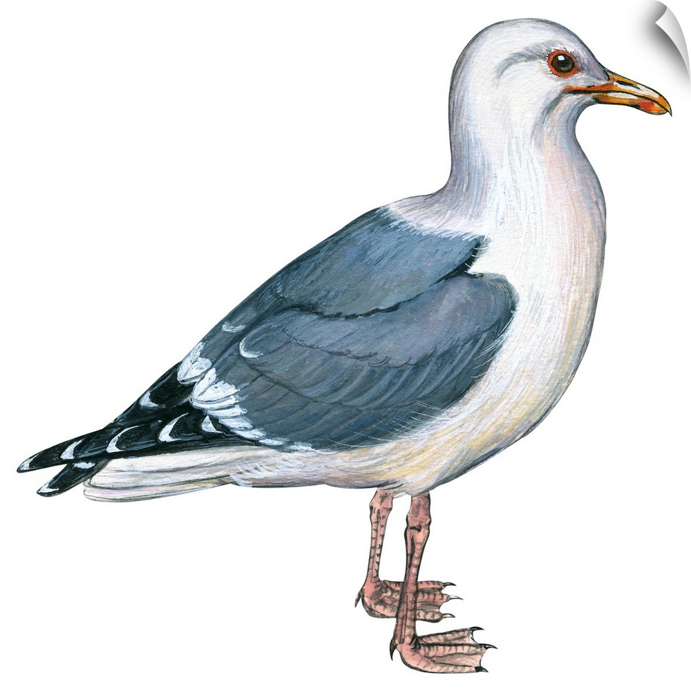 Educational illustration of the western gull.