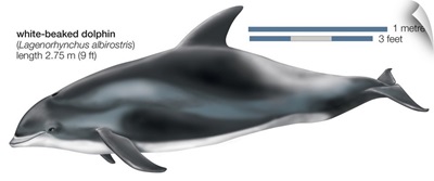 White-Beaked Dolphin (Lagenorhynchus Albirostris)