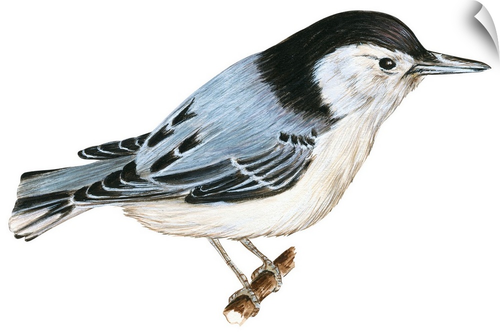Educational illustration of the white-breasted nuthatch.
