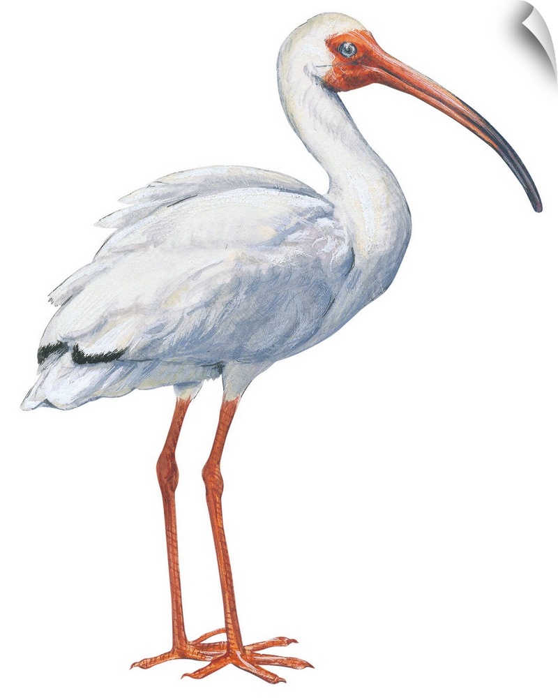 Educational illustration of the white ibis