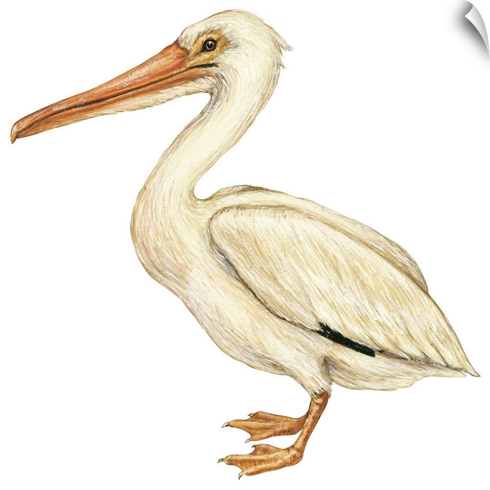 Educational illustration of the white pelican.
