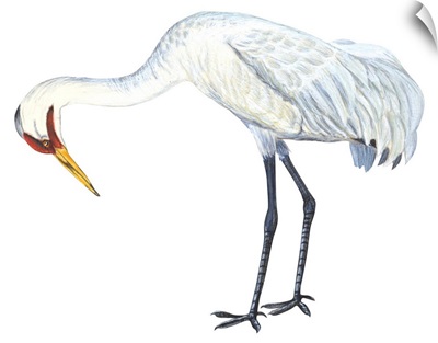 Whooping Crane (Grus Americana) Illustration