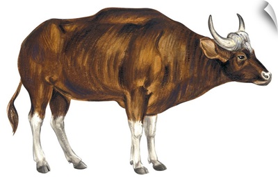 Wild Cattle, Gaur (Bos Gaurus)