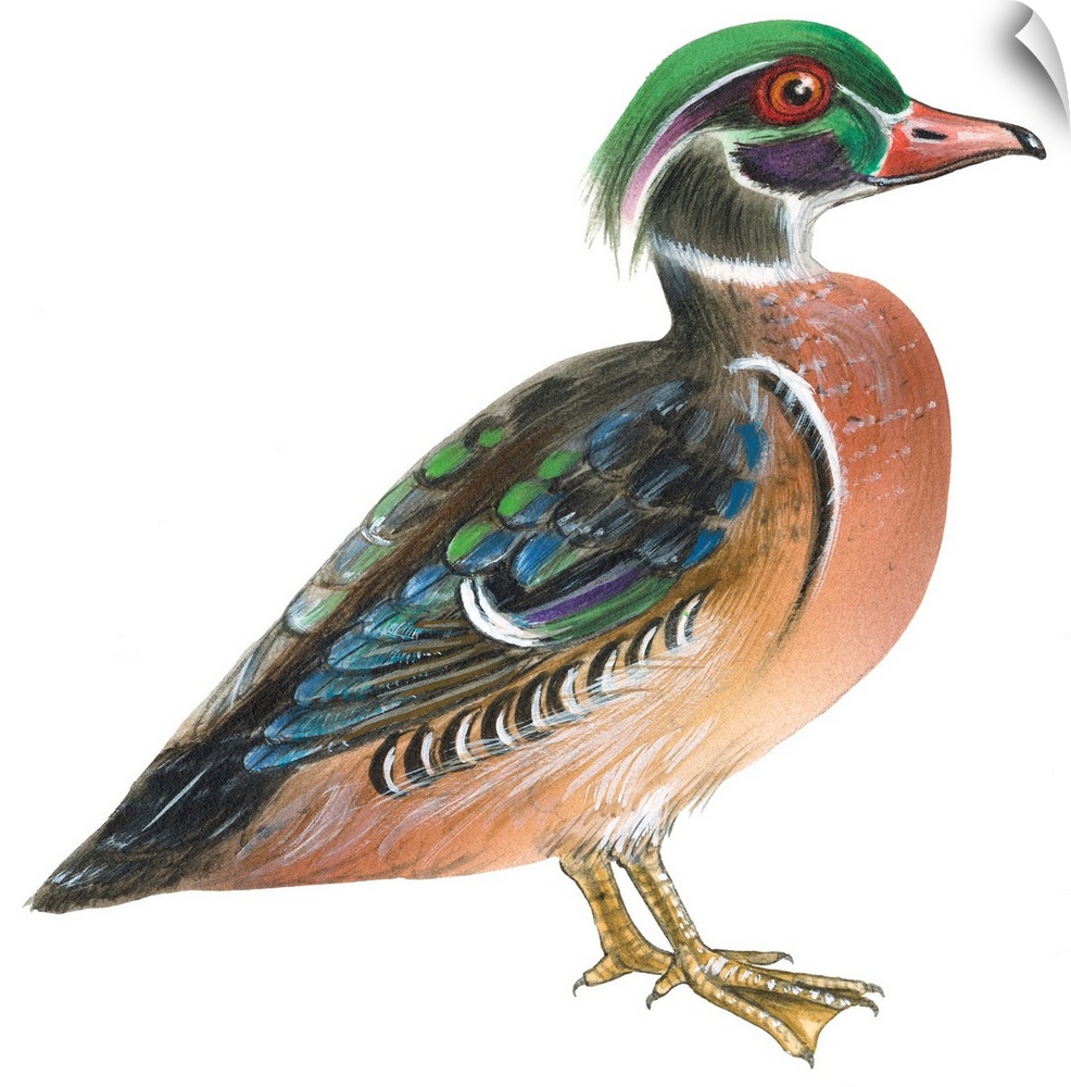 Educational illustration of the wood duck.