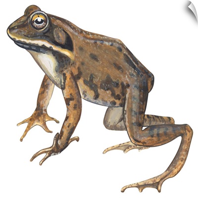 Wood Frog (Rana Sylvatica) Illustration