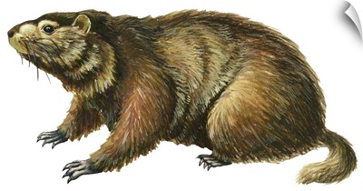 Woodchuck (Marmota Monax)