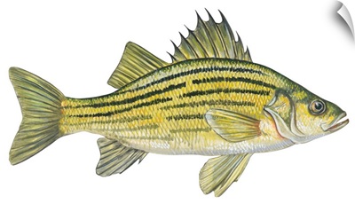 Yellow Bass (Roccus Mississippiensis)