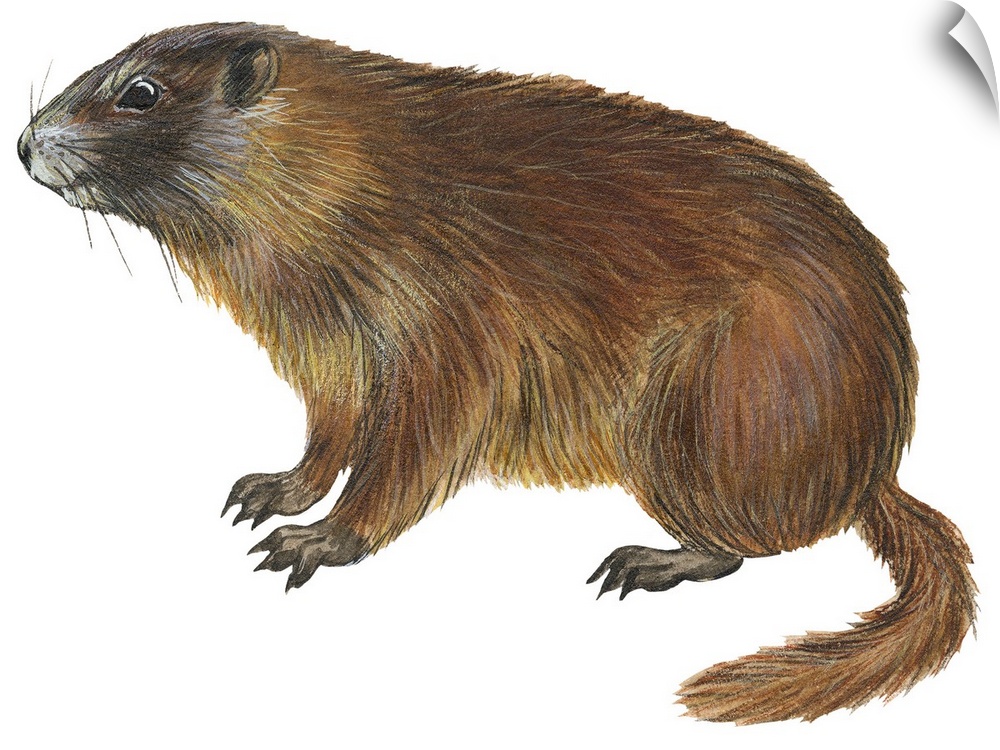 Yellow-Bellied Marmot (Marmota Flaviventris)
