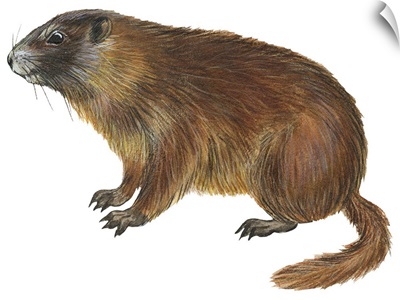 Yellow-Bellied Marmot (Marmota Flaviventris)