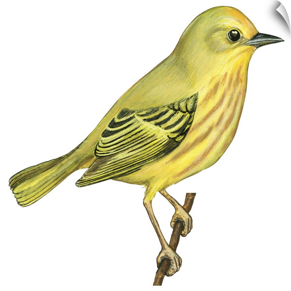 Educational illustration of the yellow warbler.