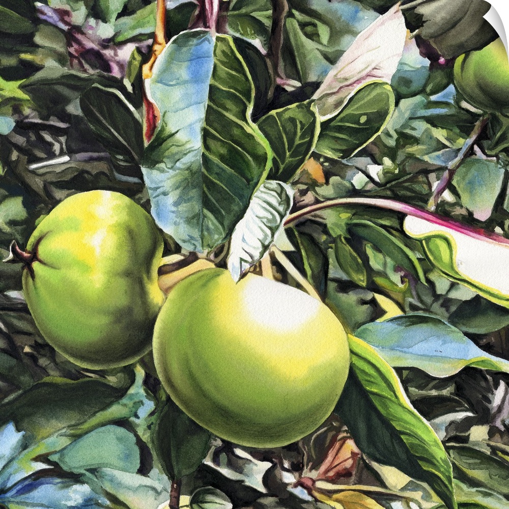 Square painting of small green apples growing on a tree in watercolor.