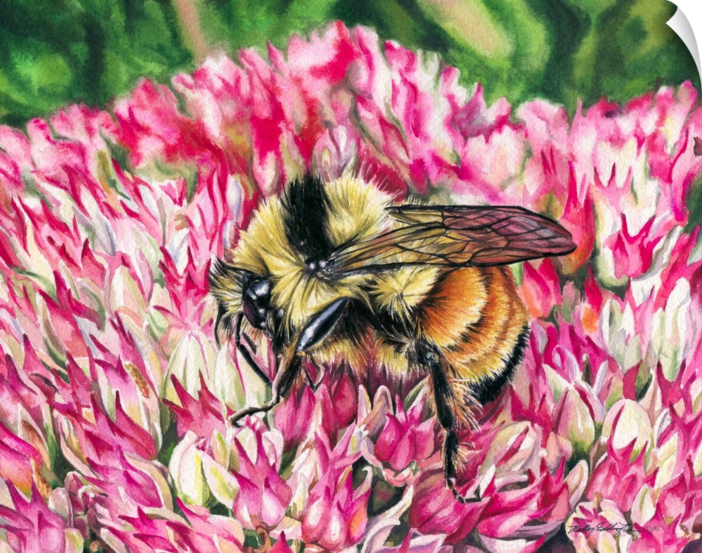 A horizontal watercolor painting of a bee inspecting a pink flower.