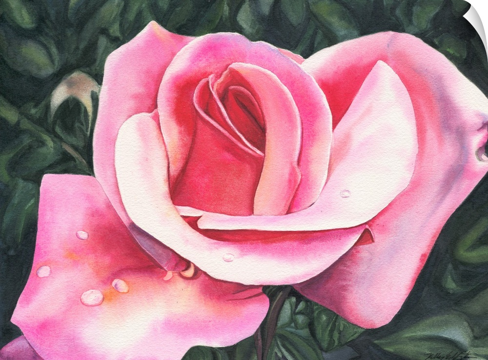 Horizontal watercolor painting of a pink rose with a few water drops on the petals.