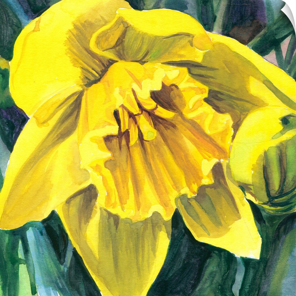 Square watercolor painting of a yellow Daffodil.