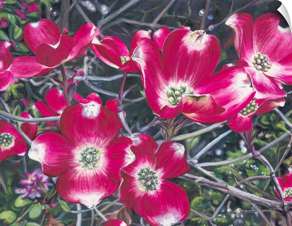 A horizontal watercolor of a branch of pink dogwood blossoms.