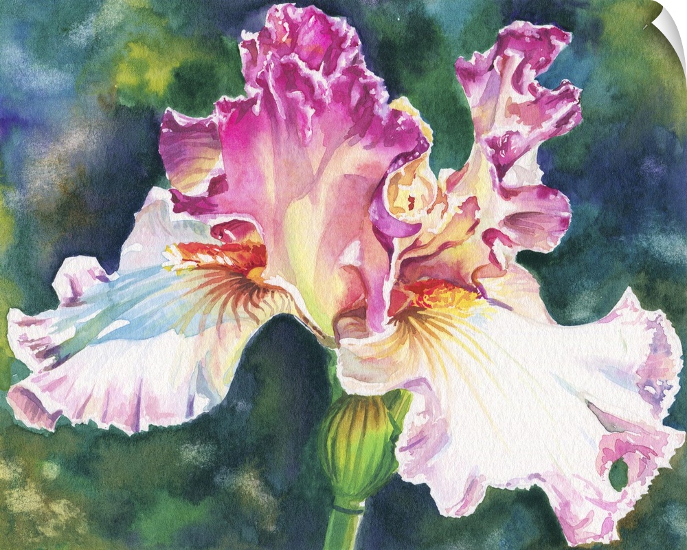 A contemporary watercolor painting of pink and white iris.