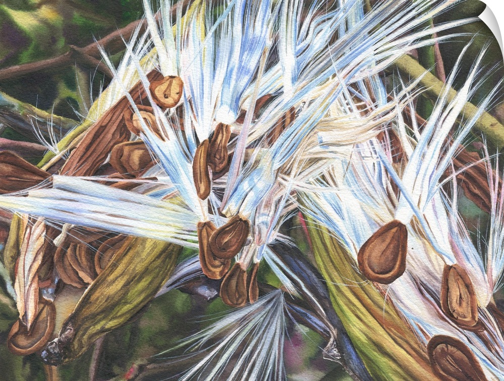 A detailed watercolor painting of milkweed seeds that have escaped their pods and are preparing to take flight.
