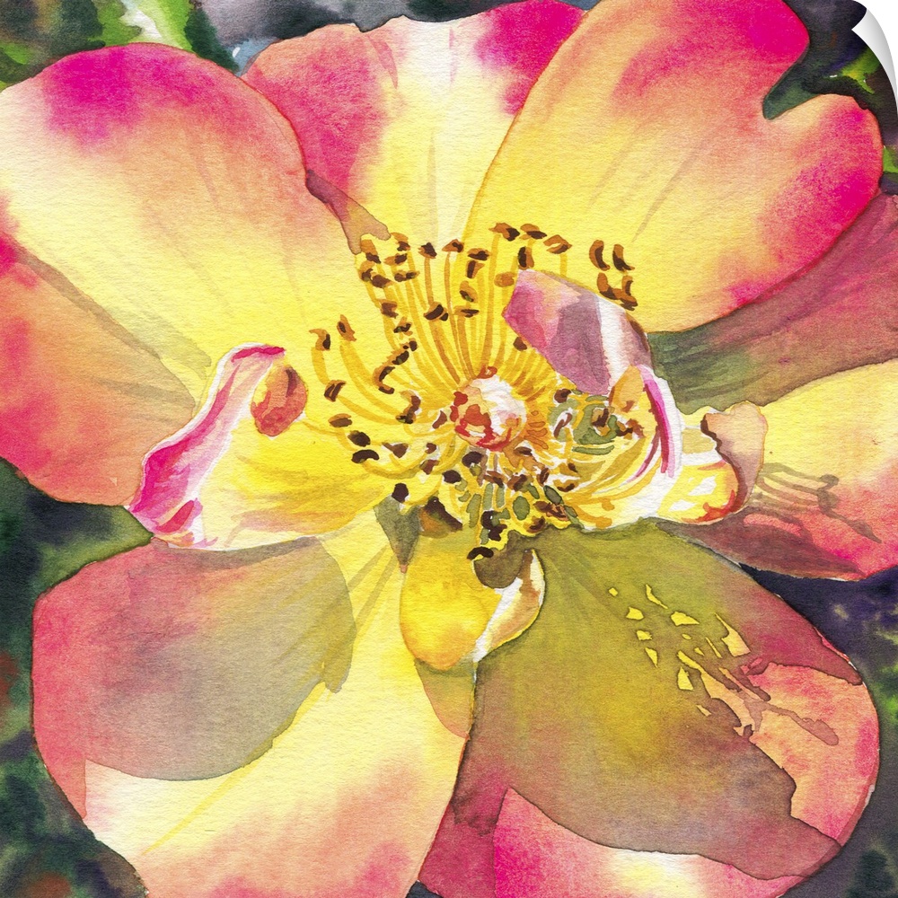 Square watercolor painting of a peach and yellow rose.