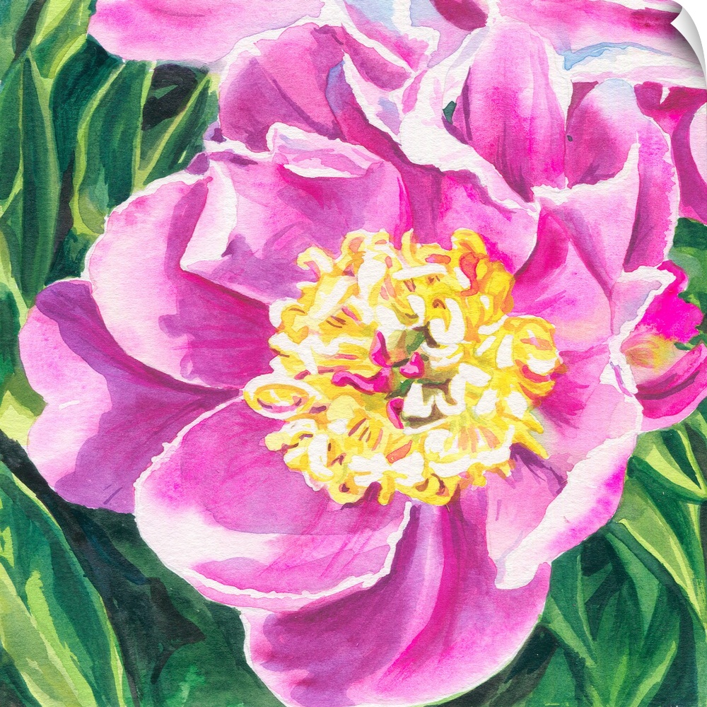 Square watercolor painting of a vibrant pink Peony.