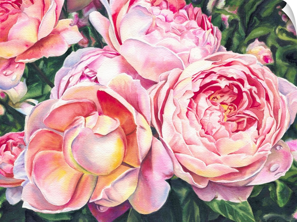 Horizontal watercolor of pale pink roses on a rose bush.