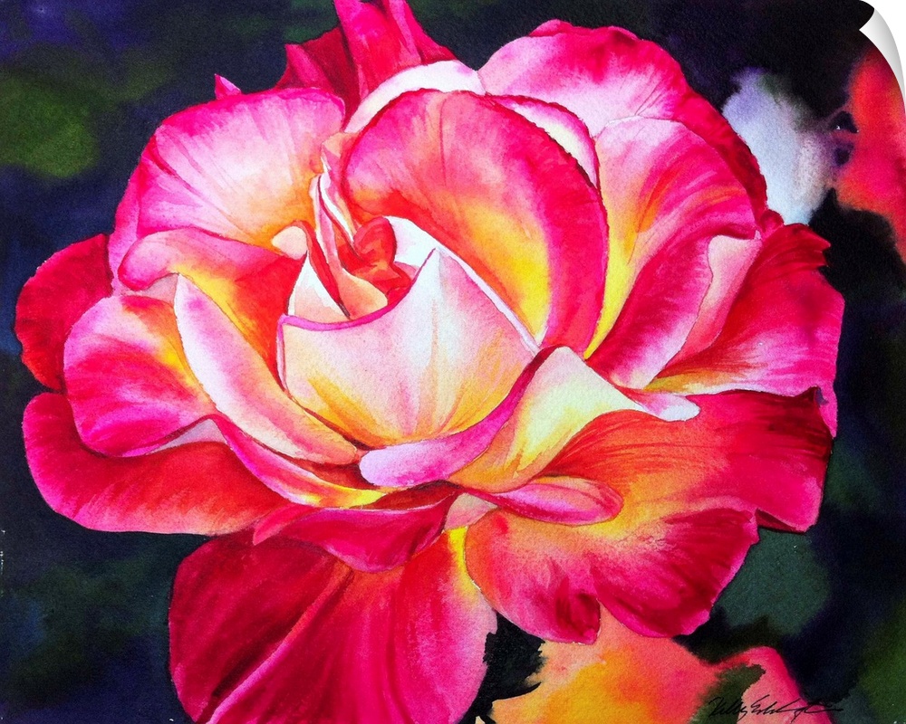 Watercolor painting of a Rio Samba rose. The petals are a combination of cadmium yellow light, cadmium yellow medium, and ...