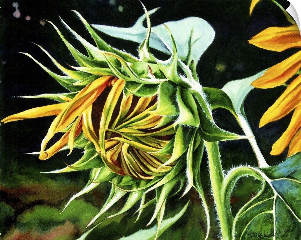 A horizontal watercolor of a sunflower just starting to open up.